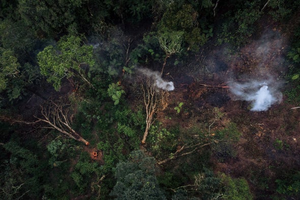 Destroyed Habitat Creates the Perfect Conditions for Coronavirus to Emerge