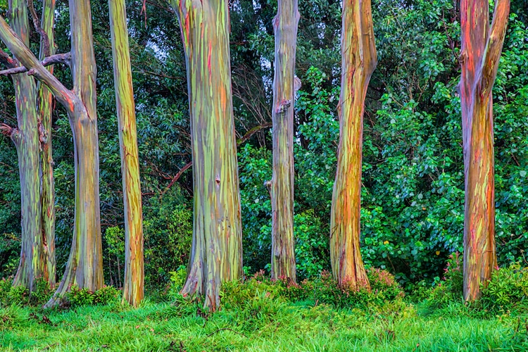 Rainbow Eucalyptus Trees in Hawaii