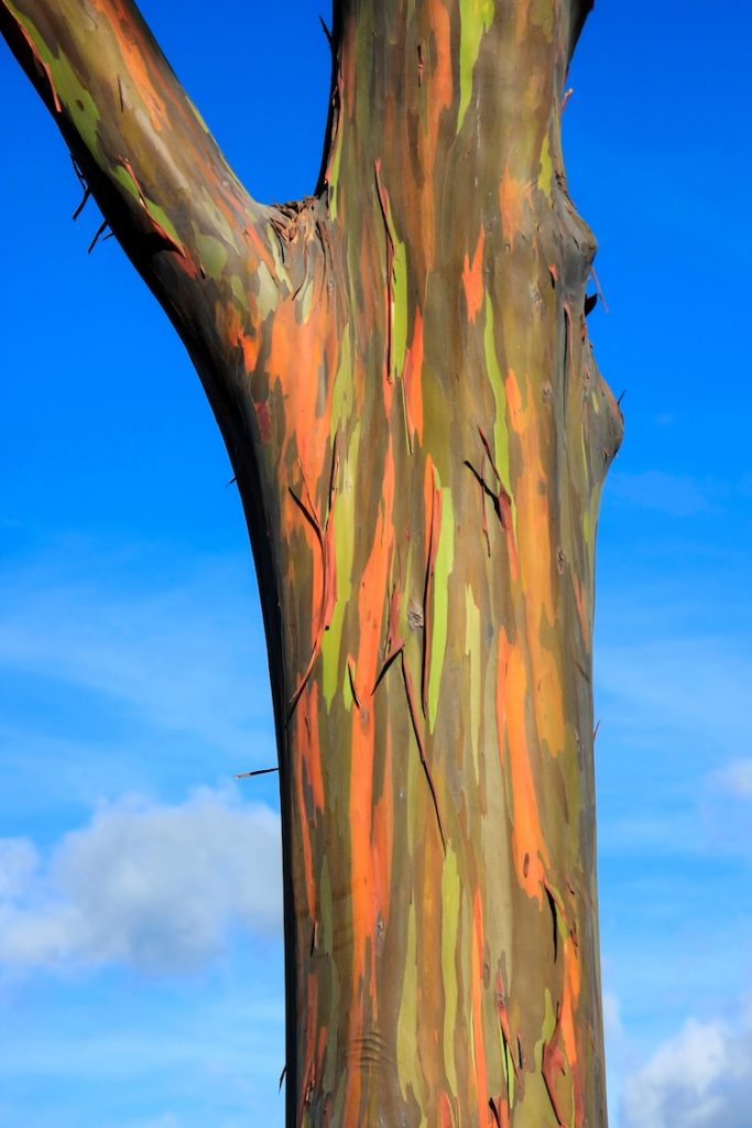 Rainbow Eucalyptus Tree