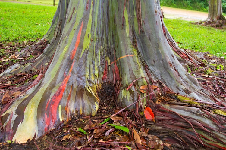 Mindanao gum tree